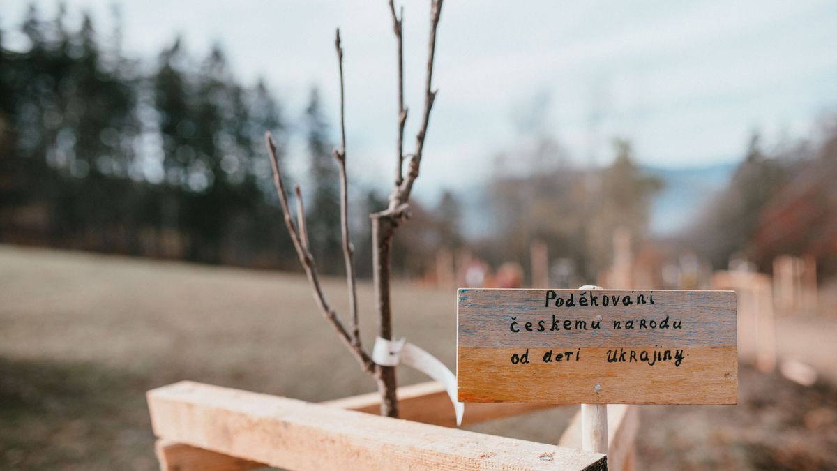 Калинова алея. Українські школярі подякували Чехії за прихисток